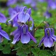 Aquilegia flabellata 'Ministar' GM P9