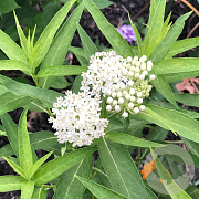 Asclepias incarnata 'Ice Ballet' GM P9