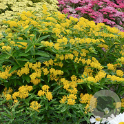 Asclepias tuberosa 'Hello Yellow' GM P9