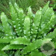 Asplenium scolopendrium 'Angustatum' GM P9