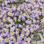 Aster ageratoides JS 'Eleven Purple' GM P9