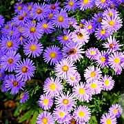 Aster alpinus 'Blue' GM P9
