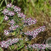Aster lateriflorus 'Horizontalis' GM P9