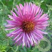 Aster novae-angliae 'Harrington's Pink' GM P9