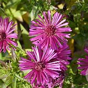 Aster novae-angliae 'Septemberrubin' GM P9