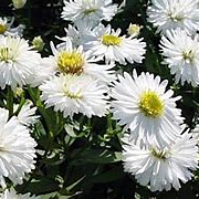 Aster novi-belgii 'White Ladies' GM P9