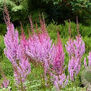 Astilbe chinensis 'Vision in Pink' GM P9