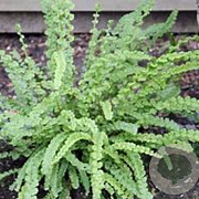 Athyrium filix-femina 'Frizelliae' GM P9