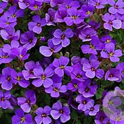 Aubrieta 'Bengal hybride GM P9