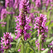 Betonica officinalis 'Rosea' GM P9