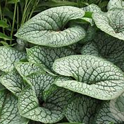 Brunnera macrophylla 'Sea Heart' GM P9