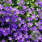 Campanula carpatica 'Kobaltglocke' GM P9