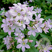 Campanula lactiflora 'Loddon Anna' GM P9