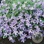 Campanula lactiflora 'Pouffe' GM P9