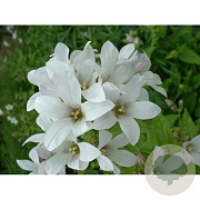 Campanula lactiflora 'White Pouffe' GM P9