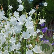 Campanula persicifolia 'Alba' GM P9