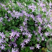 Campanula poscharskyana 'Senior' GM P9