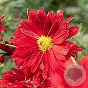 Chrysanthemum (R) 'Duchess of Edinburgh' GM P9