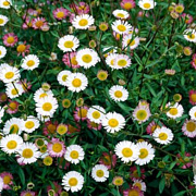 Erigeron Mucronatus GM P9