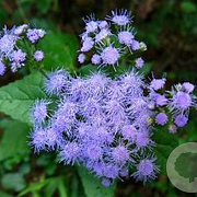 Eupatorium coelestinum GM P9