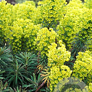 Euphorbia gayeri GM P9
