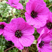 Geranium cinereum 'Giuseppe' GM P9