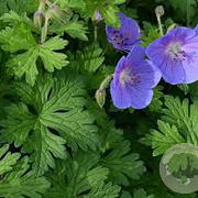 Geranium hemaliense GM P9