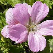 Geranium oxonianum 'Rose Clair' GM P9