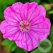 Geranium sanguineum 'Ankum's Pride' GM P9