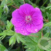 Geranium sanguineum 'Khan' GM P9