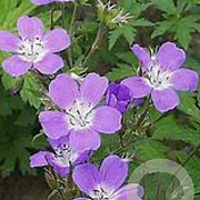 Geranium sylvaticum 'Mayflower' GM P9