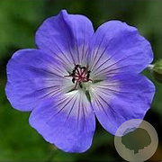 Geranium wallichtianum 'Buxton Blue' GM P9