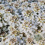 Iberis sempervirens 'Fischbeck' GM P9