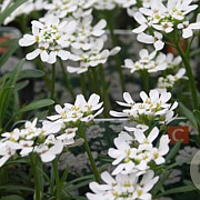 Iberis sempervirens 'Schneeflocke' GM P9