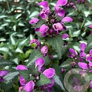 Lamium maculatum 'Chequers' GM P9