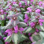 Lamium maculatum 'Roseum' GM P9