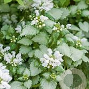 Lamium maculatum 'White Nancy' GM P9