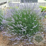 Lavandula intermedia 'Dutch' GM P9