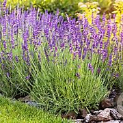 Lavandula officinalis GM P9