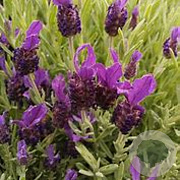 Lavandula stoechas 'Helmsdale' GM P9