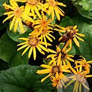 Ligularia dentata 'Othello' GM P9
