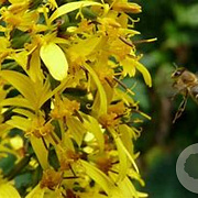 Ligularia stenocephala 'The Rocket' GM P9