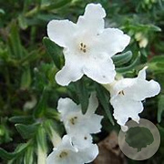 Lithodora diffusa 'Alba' GM P9