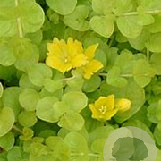 Lysimachia nummularia 'Aurea' GM P9