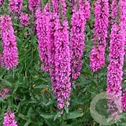 Lythrum salicaria 'Robert' GM P9