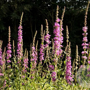 Lythrum salicaria 'Rosy Gem' GM P9