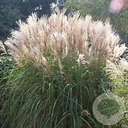 Miscanthus sinensis 'Adagio' GM P9