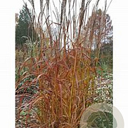 Miscanthus sinensis 'Ghana' GM P9