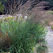 Molinia arundinacea 'Karl Foerster' GM P9