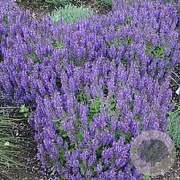 Nepeta faas. 'Blue Wonder' GM P9